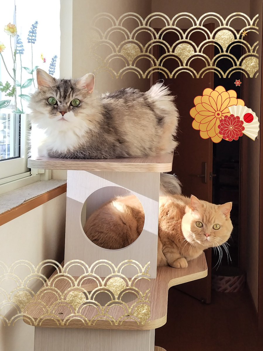 みかん☆さま確認ページ♡ 2026年2月上旬以降順次発送予定＞まなべみかん園の紅八朔(約10kg) 国産