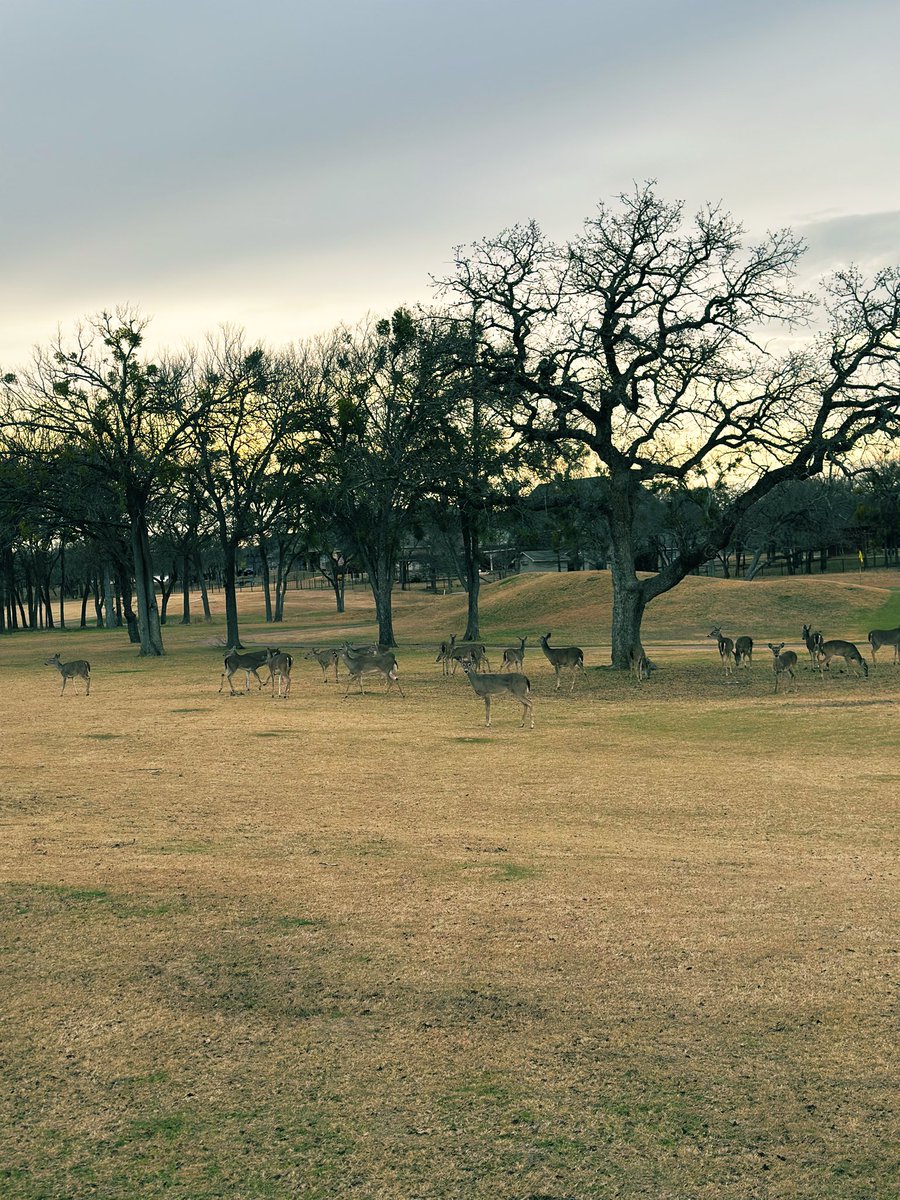 SugarTree Golf Course tweet media