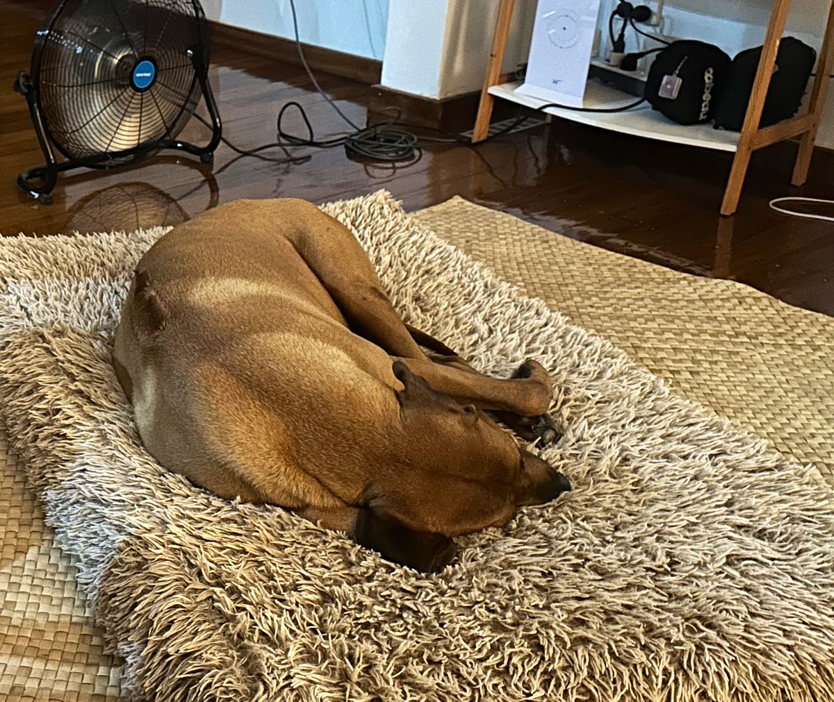 Fiji Furbabies tweet media