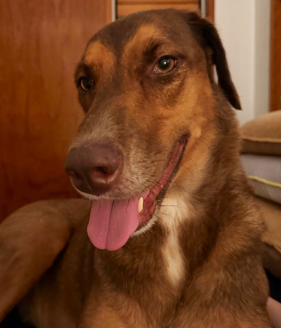 Fiji Furbabies tweet media