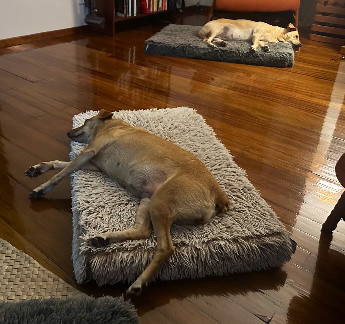Fiji Furbabies tweet media