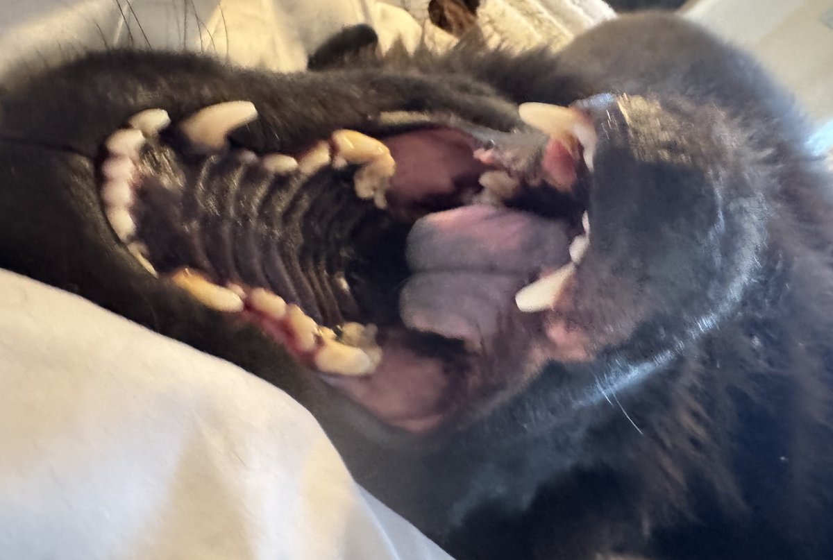 StephenEPearcy's tweet photo. Jaws 9, the return of the beast, starring BEAR. #bearthedogg #jaws #dogpack https://t.co/7O7A4l2YcZ