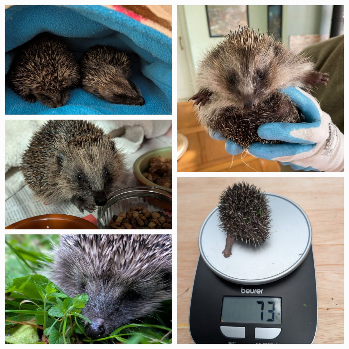 CaerphillyHog's tweet photo. Happy New Year to all our followers and supporters! This year we admitted 206 hedgehogs (97 m, 106 f). Of these, 75 were hoglets. After care and treatment, we were able to release 85% back to the wild. Remember, out in the day is not ok!
#hedgehog #wildlife #conservation https://t.co/sIytyLblmX