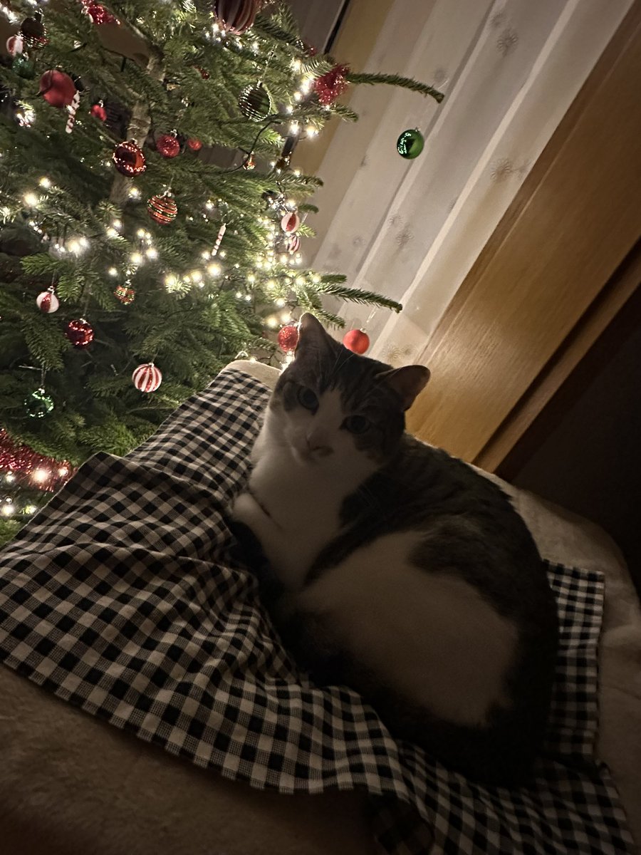 Mein kleines Weihnachts Kätzchen.

Hoffe eure Fellnasen haben Silvester gut überstanden