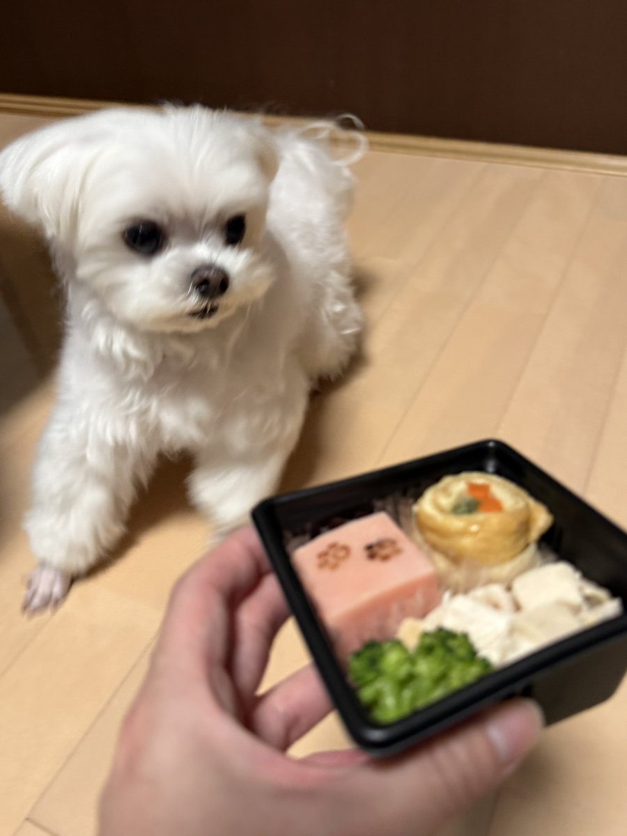 arlo0520's tweet photo. ワンコ用御節に大興奮で勢い良く食らいついたが、早食いし過ぎて全部吐いてしまい萎えてるところ妹氏に慰めてもらうイヌ（一応細かく切ってはいたんだけど、、） https://t.co/ZBR4Nx0Wem