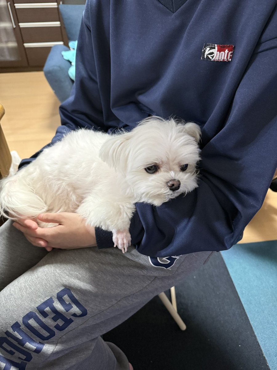 arlo0520's tweet photo. ワンコ用御節に大興奮で勢い良く食らいついたが、早食いし過ぎて全部吐いてしまい萎えてるところ妹氏に慰めてもらうイヌ（一応細かく切ってはいたんだけど、、） https://t.co/ZBR4Nx0Wem