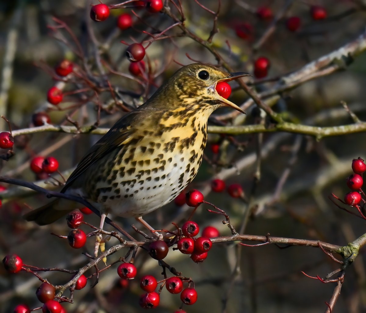 CarlBovisNature's tweet image. Song Thrush swallowing a berry! 😍
 Taken recently at RSPB Ham Wall in Somerset. 🐦😊