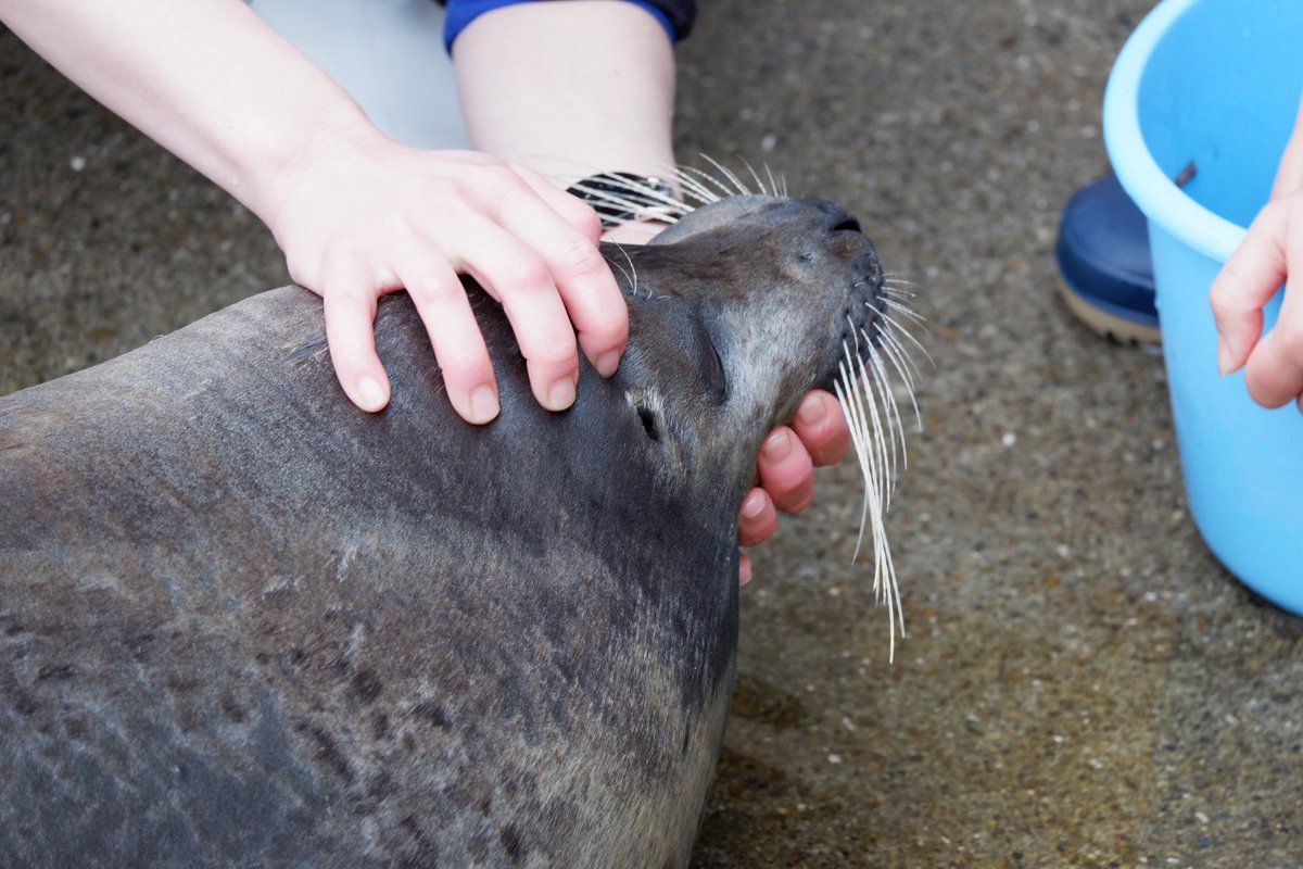 m030m's tweet image. またあるときのもにもに
📷2026.1
#下田海中水族館 #カブト