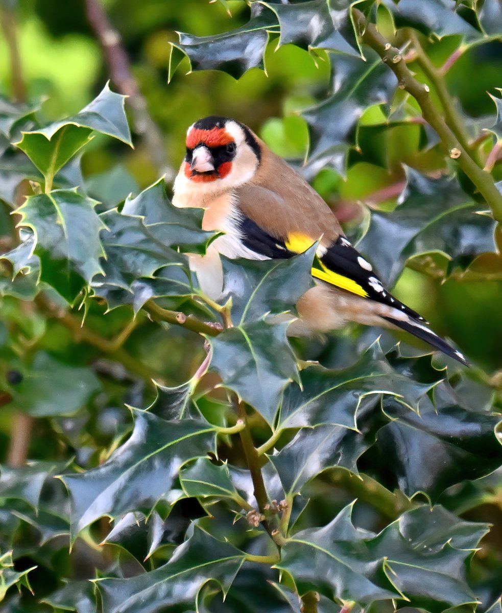 CarlBovisNature's tweet image. If you see this Goldfinch in holly photo, please leave a comment! 🙏😊
 Do you have Goldfinches visiting your garden? 🐦🥰