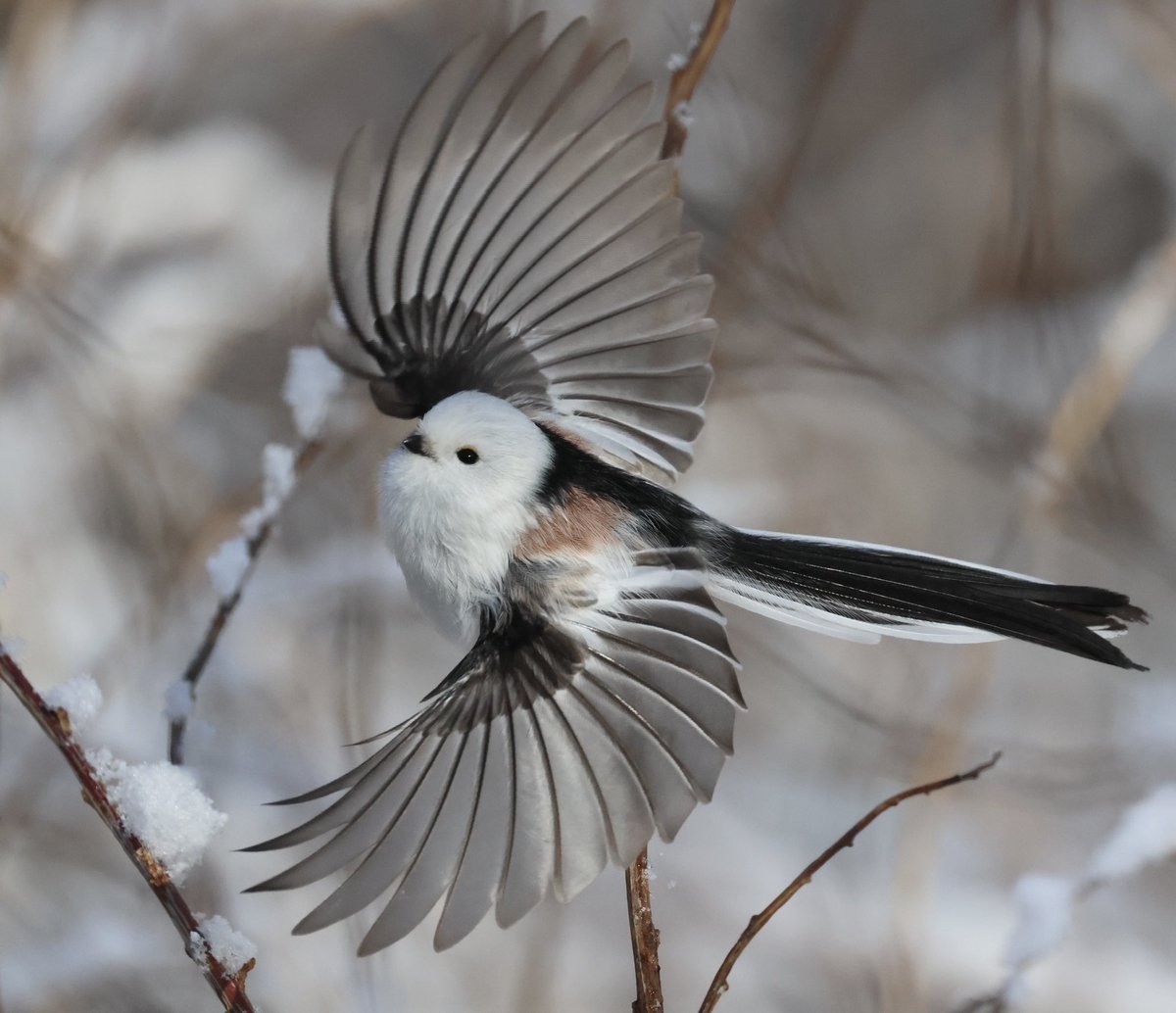 LCTloveDOGU's tweet image. 舞のよう🪭✨