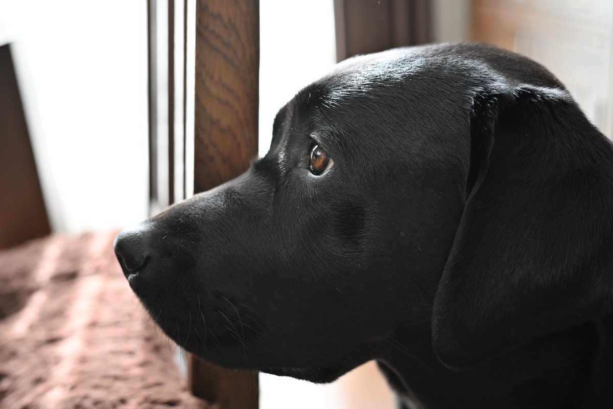 黒ラブ‼️ 20240712065220.jpg