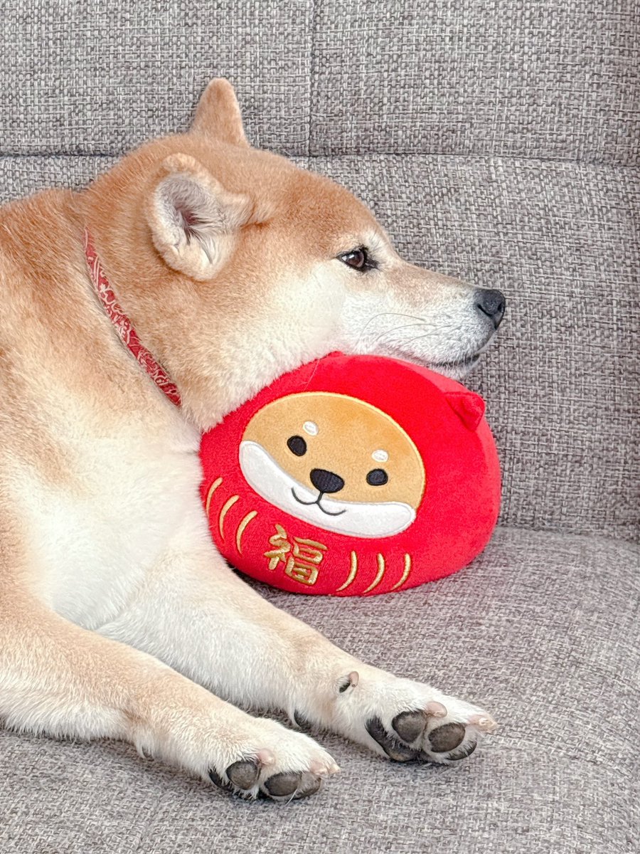 柴犬むぎ (@shiba_inu_mugi) / Posts / X