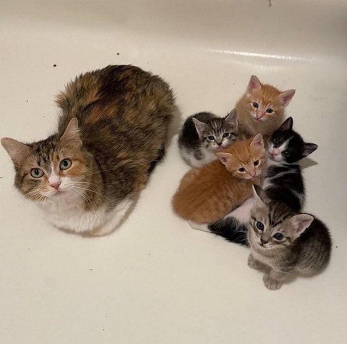 かわいい子猫たちと
ママネコ