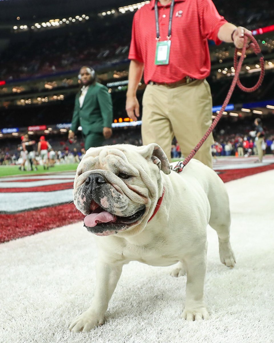 UGAAthletics's tweet image. Uga is in the house!

#GoDawgs