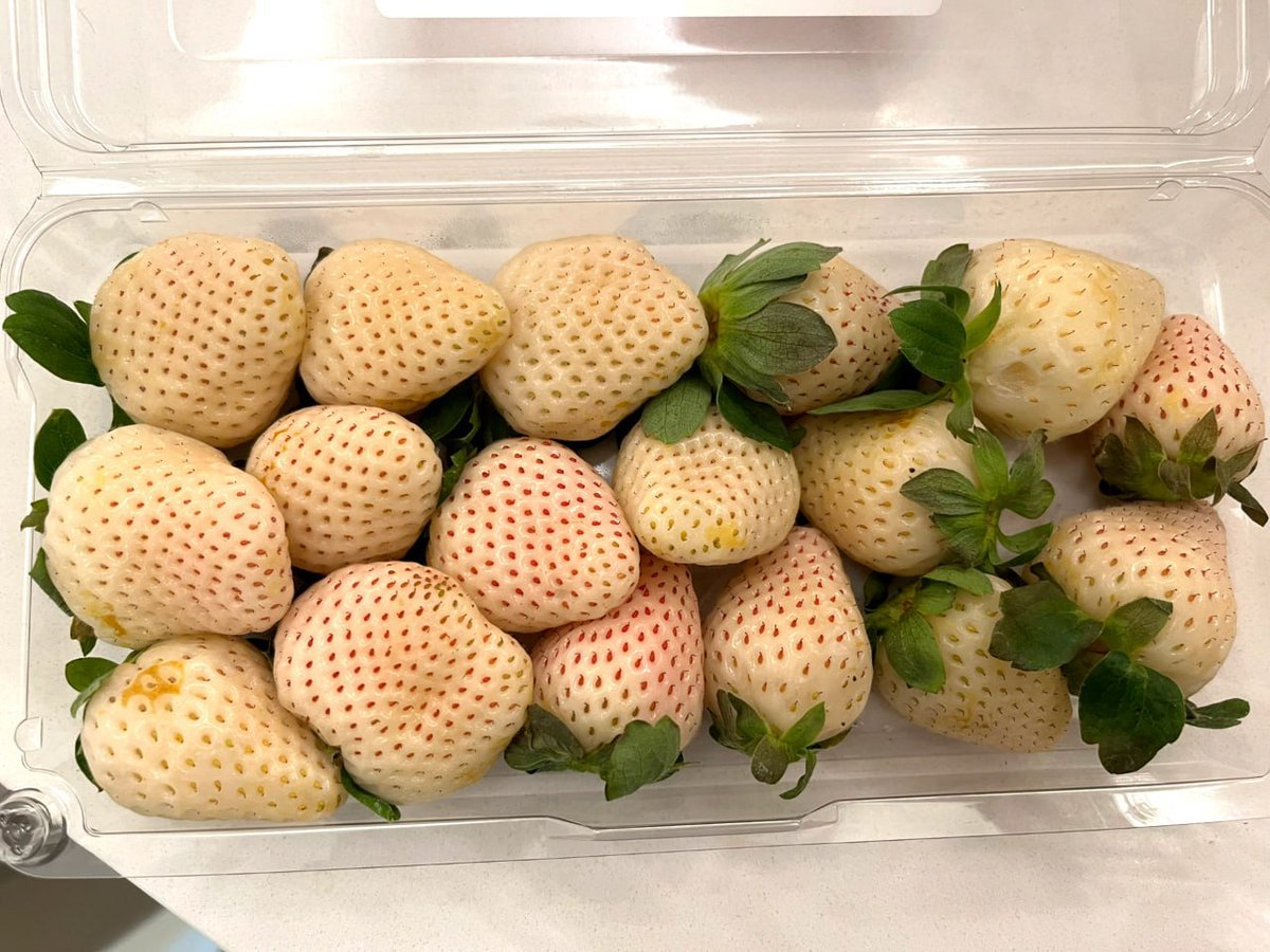 白いクリーム苺は、
甘さまで上品でやさしい🤍
新年の気分に、ちょうどいい。