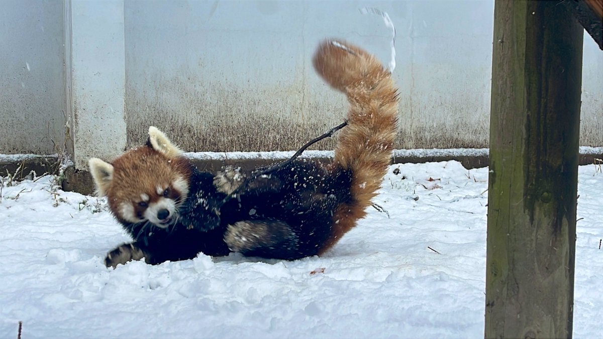 nishiyama_zoo's tweet image. 雪の中で思い思いに過ごすレッサーパンダたち。

寒さに強いレッサーパンダたちは楽しそうに過ごしていますが、寒さが苦手なフランソワルトンとシロテテナガザルは当面の間展示を中止します。
また、今後の天候によってはレッサーパンダのいえ屋外の展示を中止する場合があります。ご了承ください。