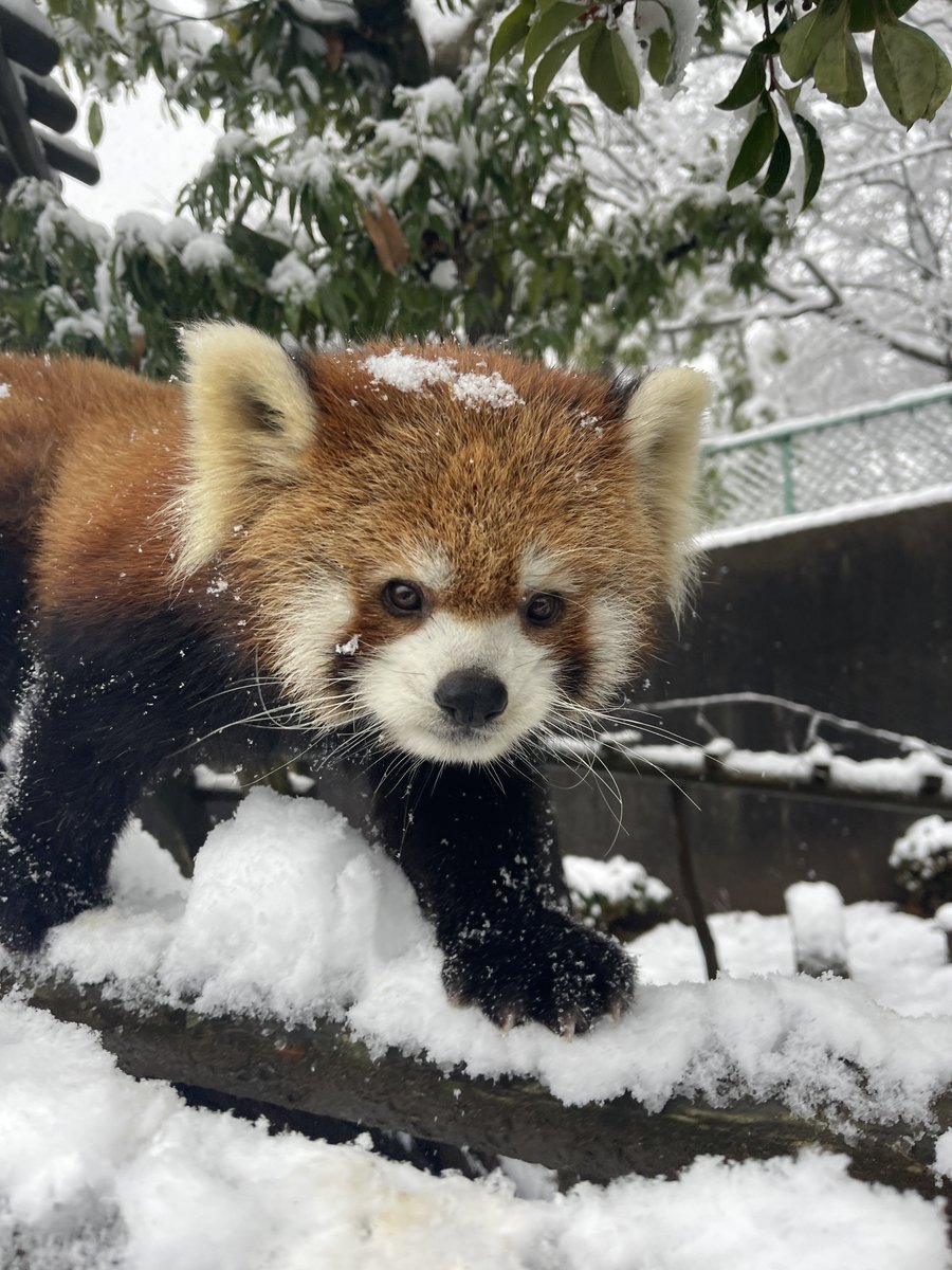 nishiyama_zoo's tweet image. 雪の中で思い思いに過ごすレッサーパンダたち。

寒さに強いレッサーパンダたちは楽しそうに過ごしていますが、寒さが苦手なフランソワルトンとシロテテナガザルは当面の間展示を中止します。
また、今後の天候によってはレッサーパンダのいえ屋外の展示を中止する場合があります。ご了承ください。