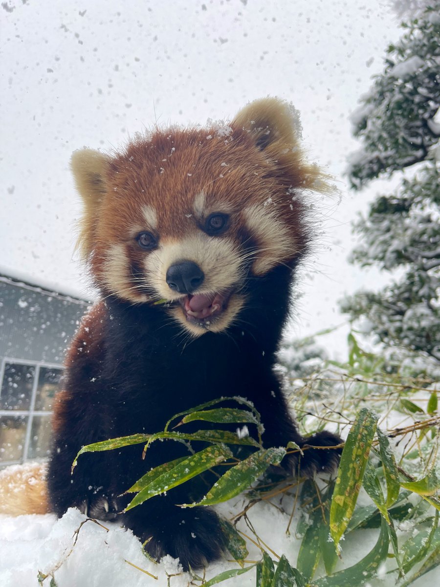 nishiyama_zoo's tweet image. 雪の中で思い思いに過ごすレッサーパンダたち。

寒さに強いレッサーパンダたちは楽しそうに過ごしていますが、寒さが苦手なフランソワルトンとシロテテナガザルは当面の間展示を中止します。
また、今後の天候によってはレッサーパンダのいえ屋外の展示を中止する場合があります。ご了承ください。