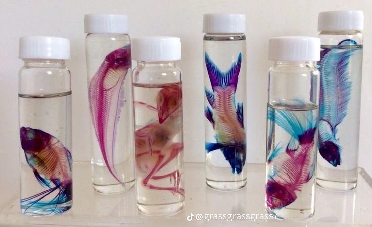 who fucks with the concept of SpokeIsHere as a diaphonized animal