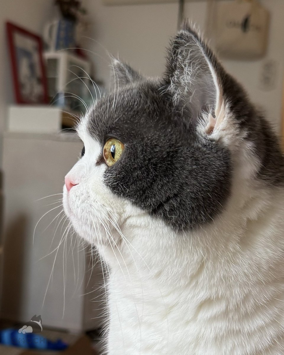 Post by おもち on X: おはよう☀