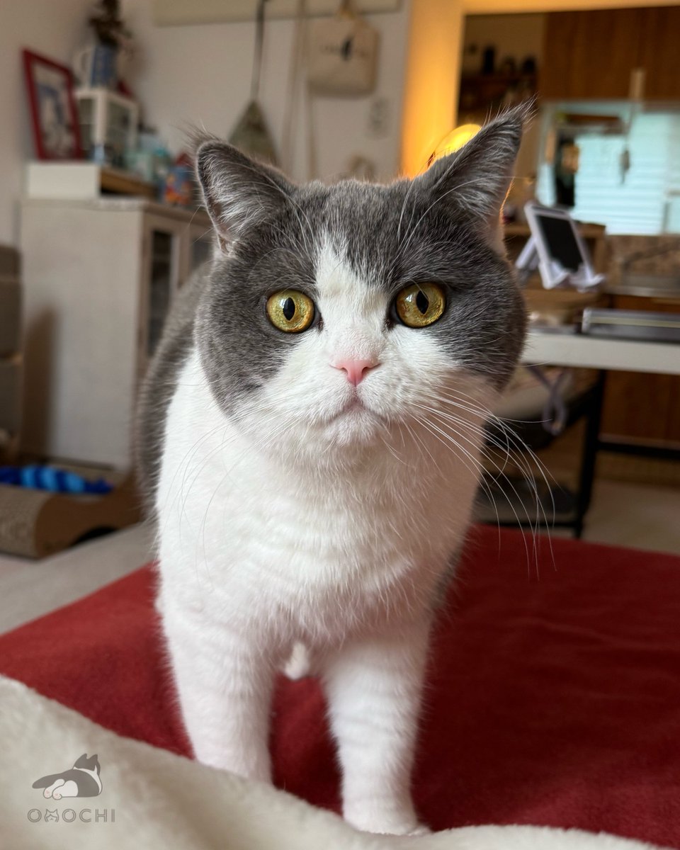 Post by おもち on X: おはよう☀