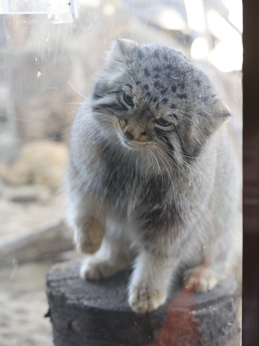 necopam1's tweet image. おやつ肉は午前と午後と2回ありました！
年末に見れて良かったなぁ♡

#マヌルネコ #ナゴム
#那須どうぶつ王国