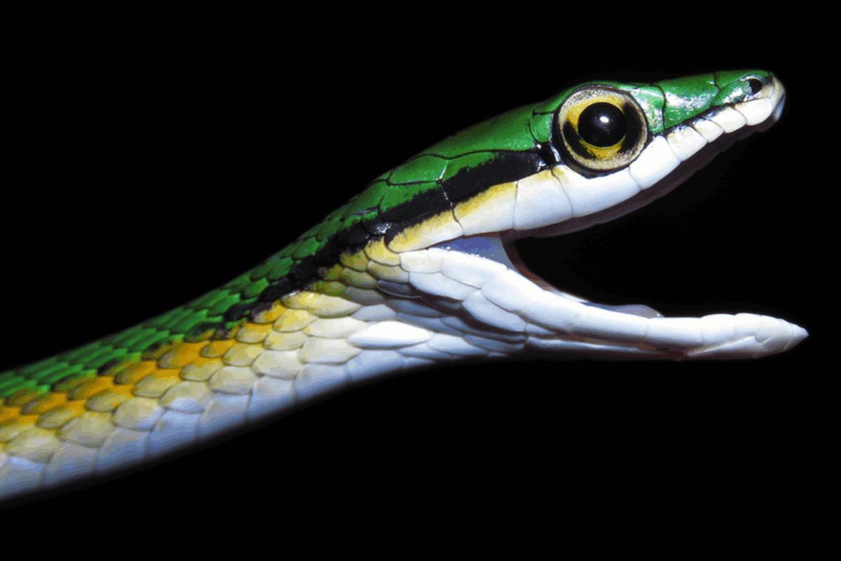 HeatherPhysioc's tweet photo. Species new to science in 2025, though many have long been known to Indigenous and local communities. Formal scientific recognition often immediately triggers conservation attention for species that are already rare, threatened, or at risk of extinction. https://t.co/rRUOJnjCLG https://t.co/XZG1cre3XM