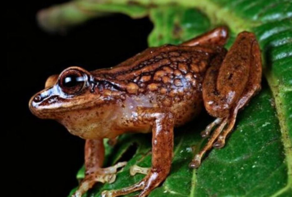 HeatherPhysioc's tweet photo. Species new to science in 2025, though many have long been known to Indigenous and local communities. Formal scientific recognition often immediately triggers conservation attention for species that are already rare, threatened, or at risk of extinction. https://t.co/rRUOJnjCLG https://t.co/XZG1cre3XM