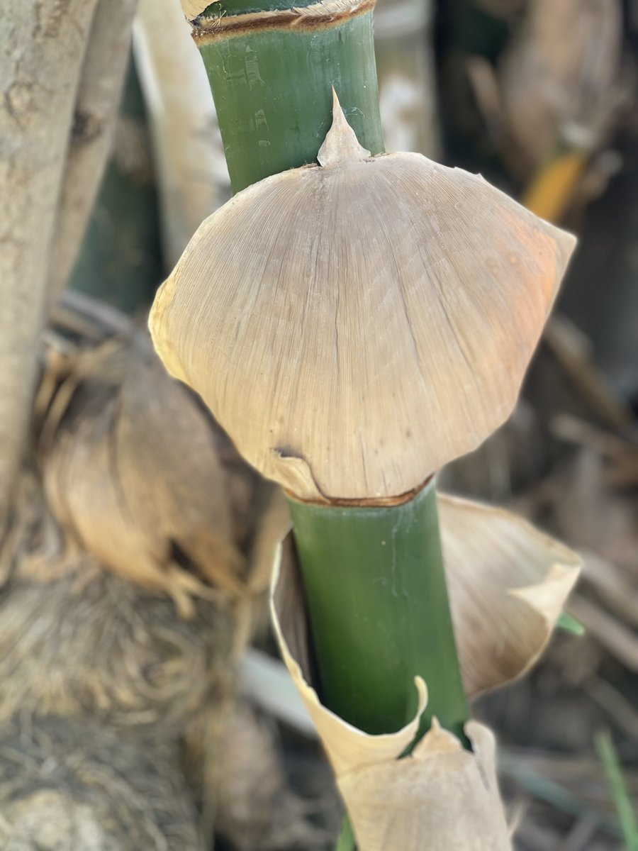 Stepping into my wonderful world of natural fibers in 2026 💚. 

Natural weaves. Natural patterns 💚.

Happy New Year.

#nature #fibers #natural #weave #HappyNewYear2026