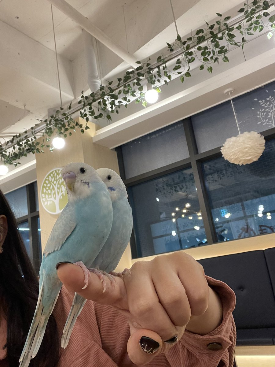 #동탄앵무새 #그리고 #너
