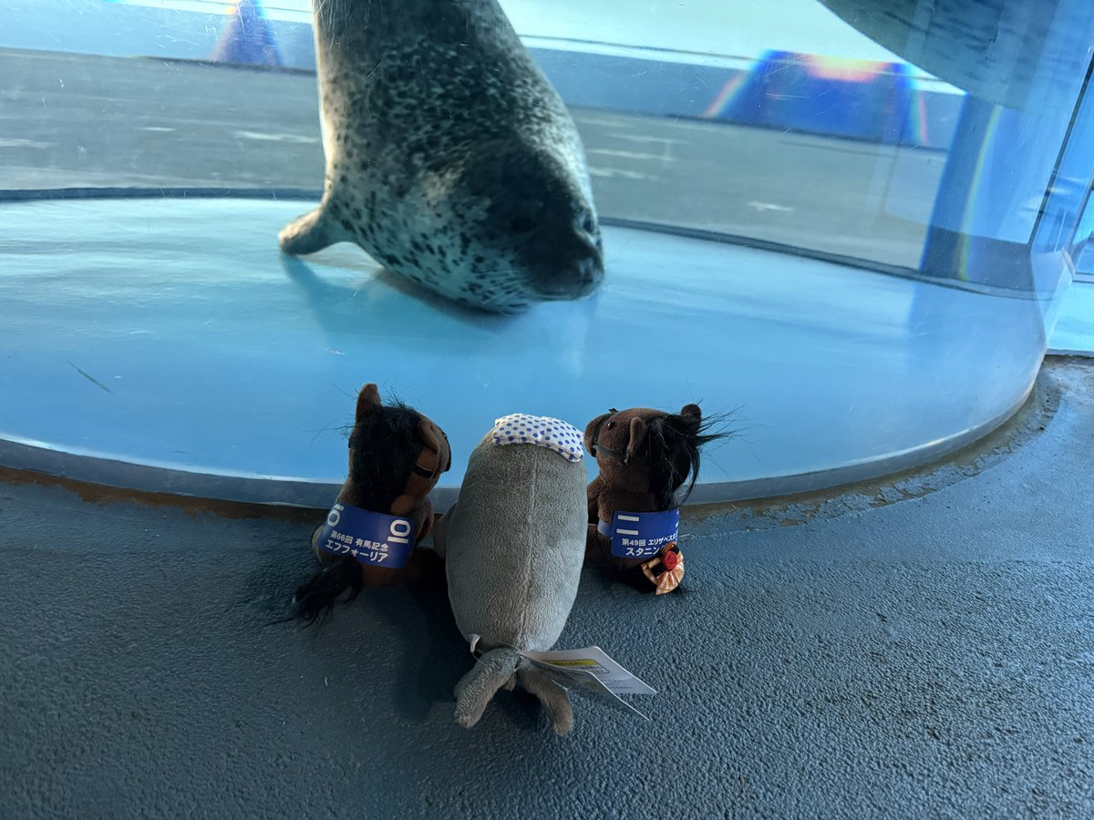 🐴🦭🐴「アザラシ‼️」