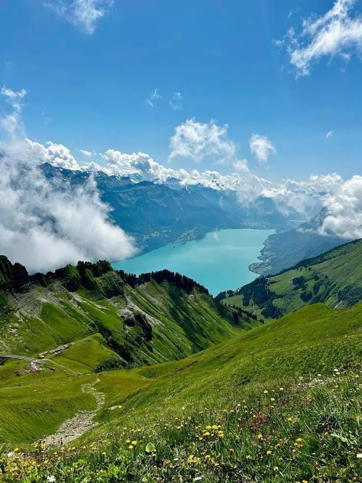 greenvibe's tweet image. 