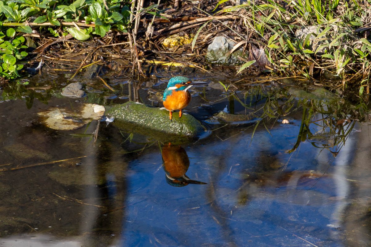 bob_k7777's tweet photo. 今日(1/2日)の野鳥写真(3つめ)は地元京都のいつもの川で撮った「カワセミ(♂)」
(2025/11/30撮影)
#野鳥写真 #京都 #いつもの川 #カワセミ
#EOSR5 #RF100-400mmF5.6-8IS+1.4x
#Lightroom
詳細はブログ( https://t.co/GqnLvRtM41 )にて https://t.co/WssCRZa27c