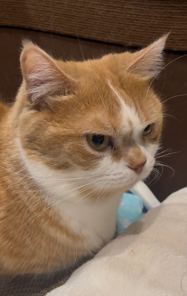 とらたろう トラくん トラくん トラ太郎 仮面ライダーZX | 仮面ライダー図鑑 | 東映