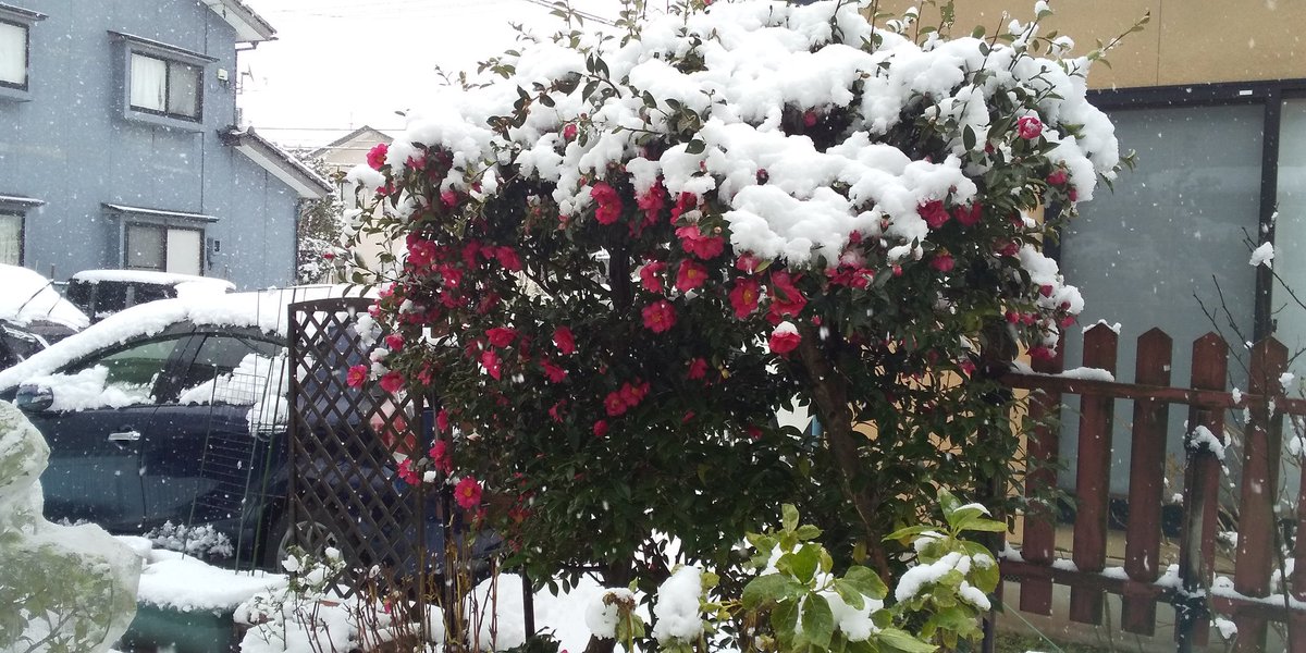 アラカン tweet media