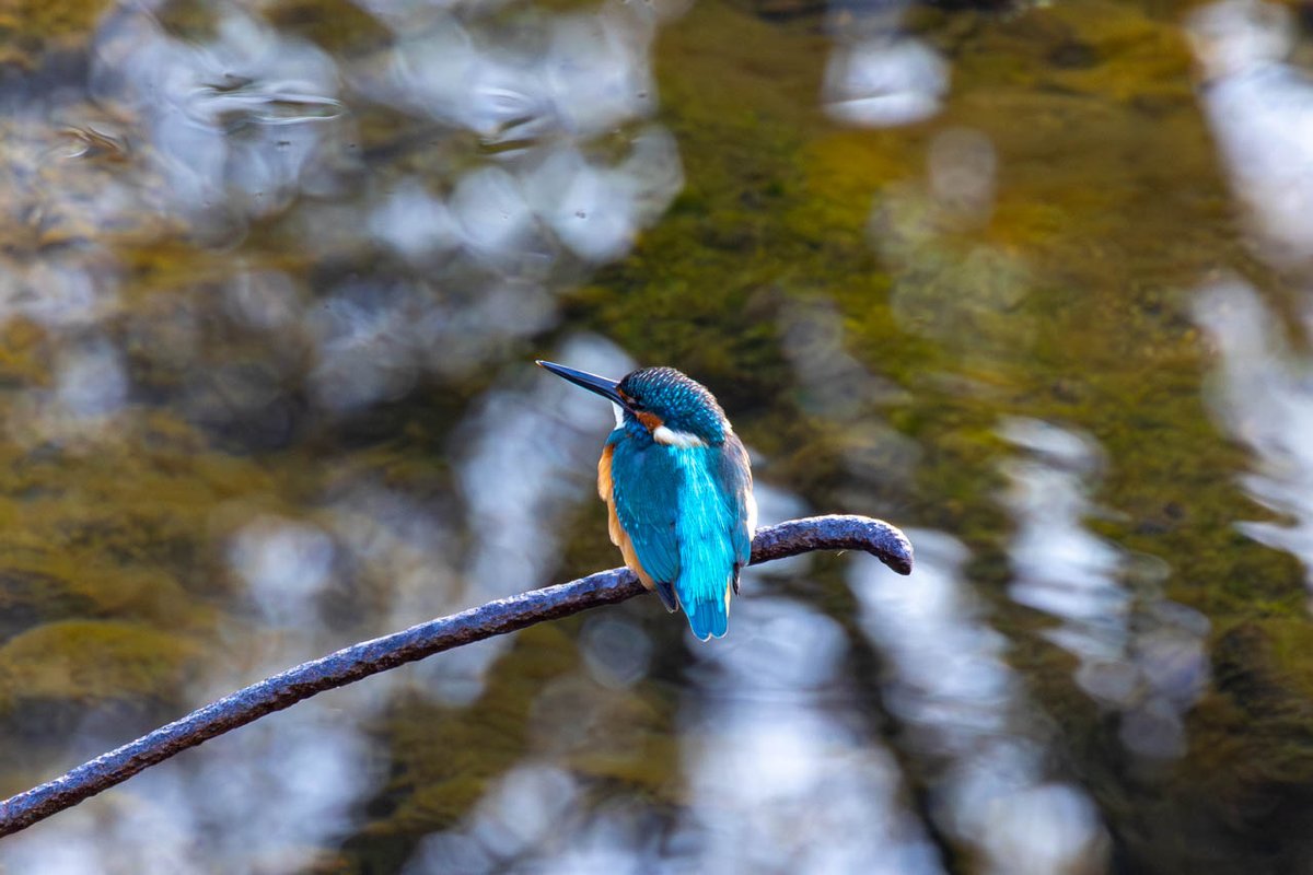 bob_k7777's tweet photo. 今日(1/2日)の野鳥写真(1つめ)は地元京都のいつもの川で撮った「カワセミ(♂)」
(2025/11/30撮影)
#野鳥写真 #京都 #いつもの川 #カワセミ
#EOSR5 #RF100-400mmF5.6-8IS+1.4x
#Lightroom
詳細はブログ( https://t.co/GqnLvRtM41 )にて https://t.co/yHlf3f2kNl