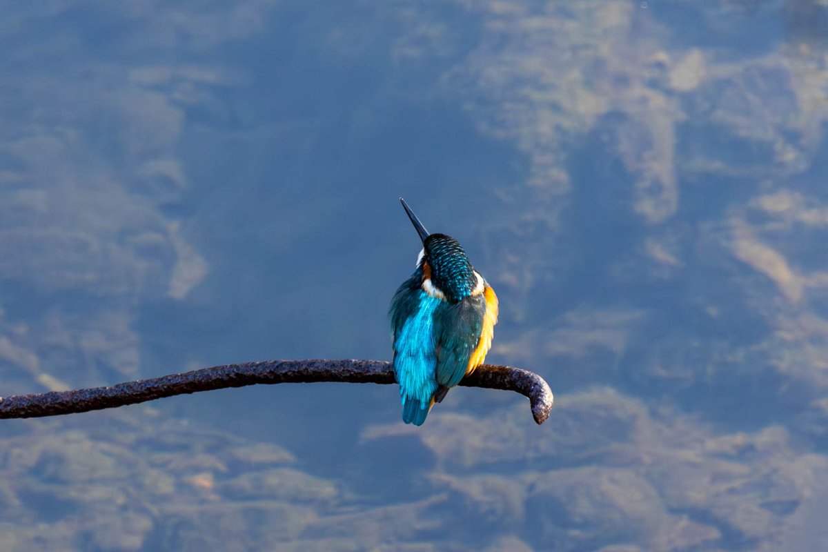 bob_k7777's tweet photo. 今日(1/2日)の野鳥写真(2つめ)は地元京都のいつもの川で撮った「カワセミ(♂)」
(2025/11/30撮影)
#野鳥写真 #京都 #いつもの川 #カワセミ
#EOSR5 #RF100-400mmF5.6-8IS+1.4x
#Lightroom
詳細はブログ( https://t.co/GqnLvRtM41 )にて https://t.co/hd0CsNbanR