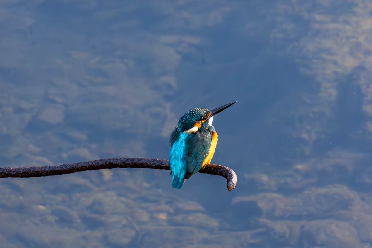 bob_k7777's tweet photo. 今日(1/2日)の野鳥写真(2つめ)は地元京都のいつもの川で撮った「カワセミ(♂)」
(2025/11/30撮影)
#野鳥写真 #京都 #いつもの川 #カワセミ
#EOSR5 #RF100-400mmF5.6-8IS+1.4x
#Lightroom
詳細はブログ( https://t.co/GqnLvRtM41 )にて https://t.co/hd0CsNbanR