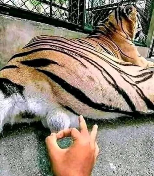 BuildWithAdrian's tweet image. Hey grok, let’s make you tell the truth…about your 🫡