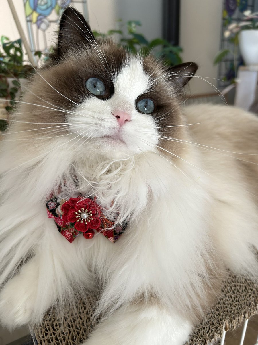 ♡🎍𝙷𝙰𝙿𝙿𝚈 𝙽𝙴𝚆 𝚈𝙴𝙰𝚁🎍♡

お目々キラキラ
ジニたん🩵✨
ほっぺぷくぷく
ミアちゃん🩷を
今年もよろしく
お願いしますにゃ💕💕