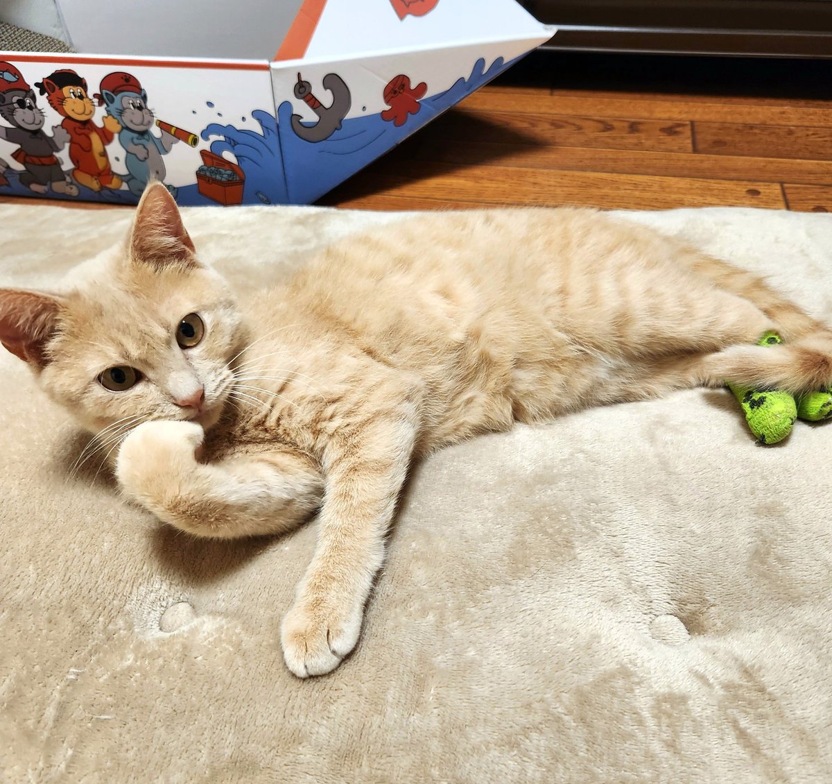 おはようございます☀️🌱

アンディー君何か考えてるのかな(๑• . •๑)??

😺 よるごはんなにかﾆｬ🍙

 朝ごはん食べたばかりだよ😄

 #保護猫 #猫のいる暮らし  #猫のいる幸せ  #猫好き  #里親様募集中  #茶トラ猫