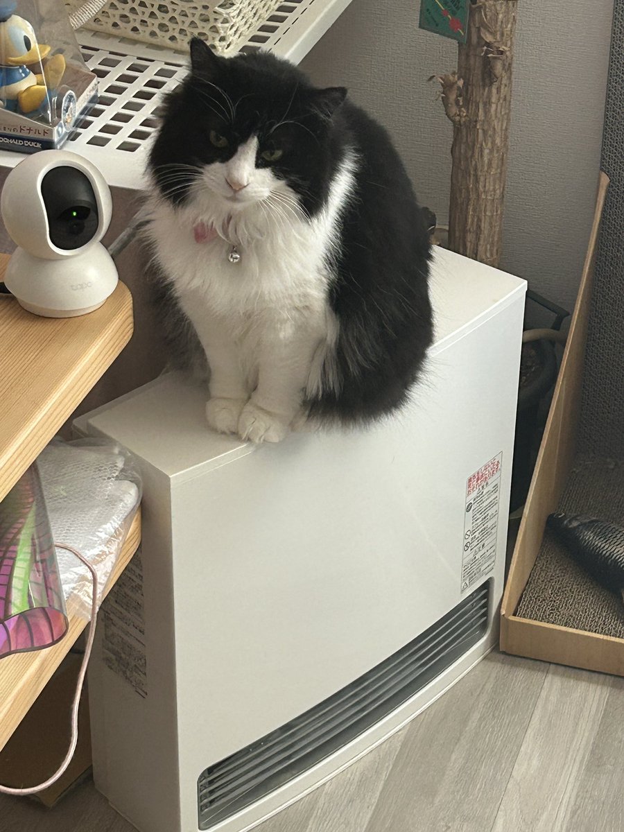 ぽちよね (@pochiyonee) on Twitter photo 