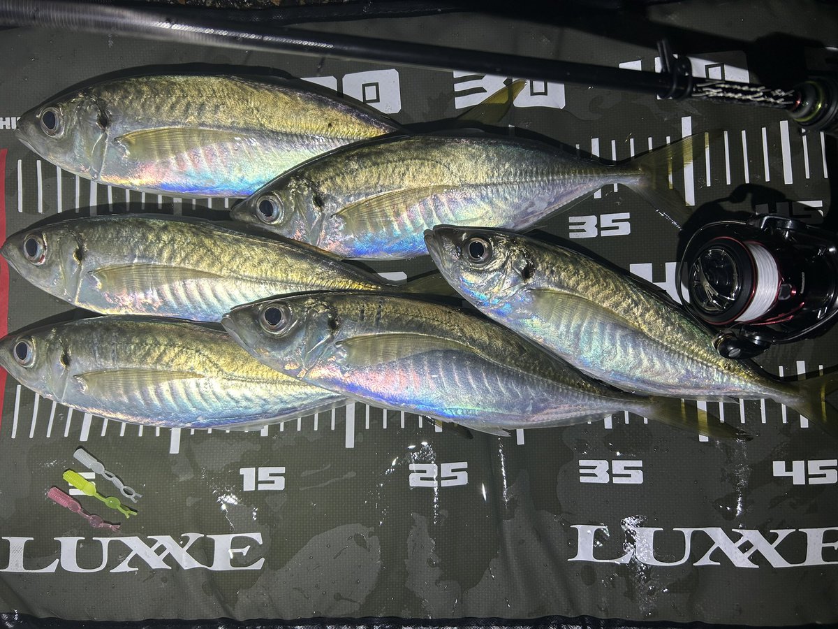 🎍おめでとうございます🎍