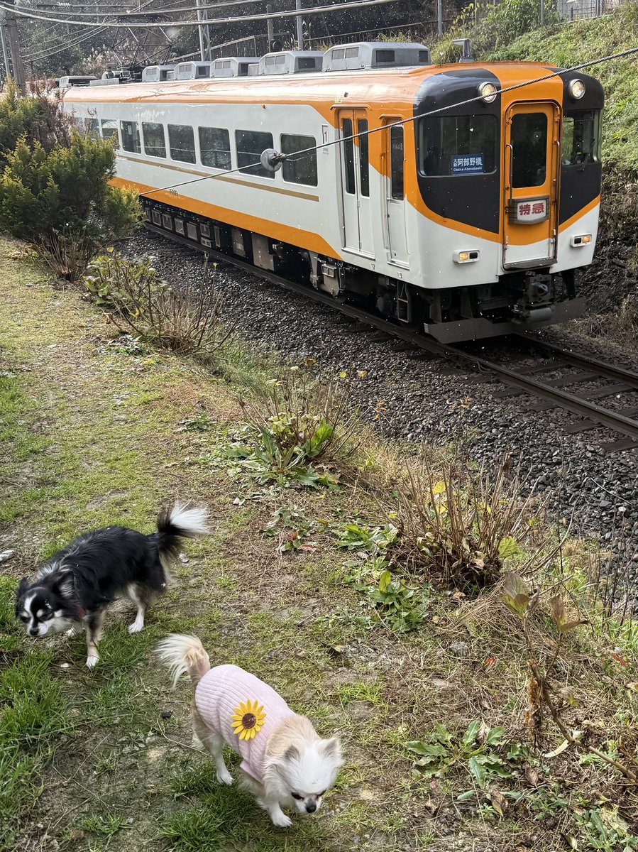 ChhiF's tweet image. エセ撮り鉄からおはようございます。
クソ田舎は雪がチラチラ。