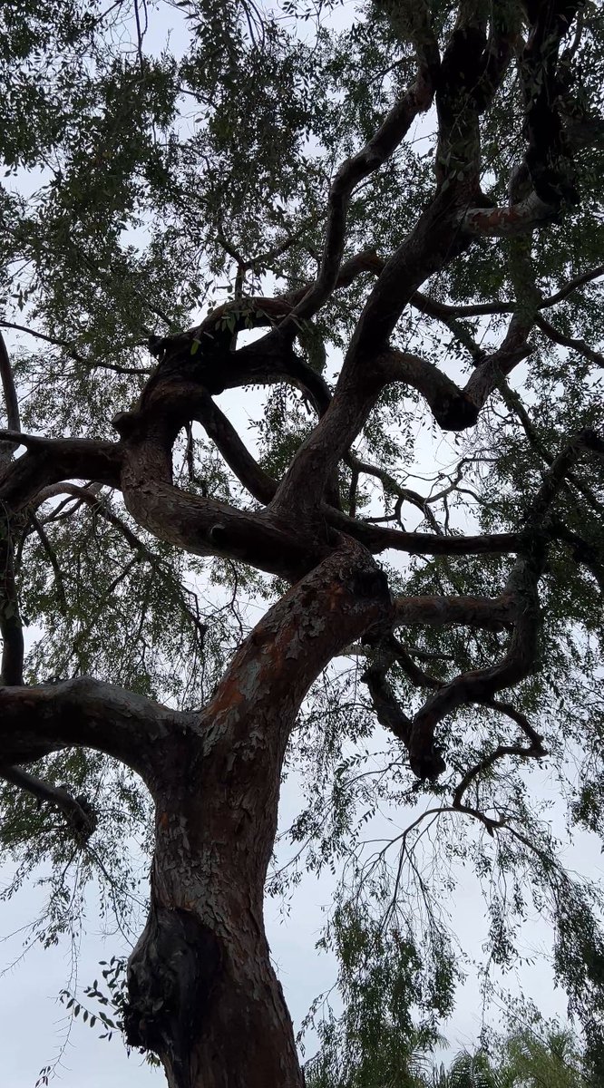 sophi (@swanshaus) on Twitter photo 