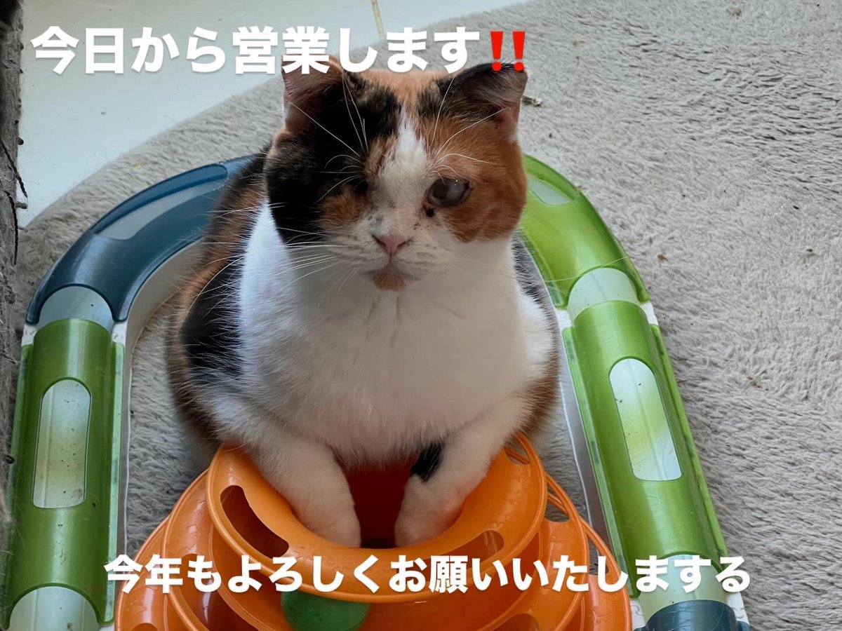 保護ねこカフェ ねこの木 NPO法人にゃんずプロテクト (@nekono_ki