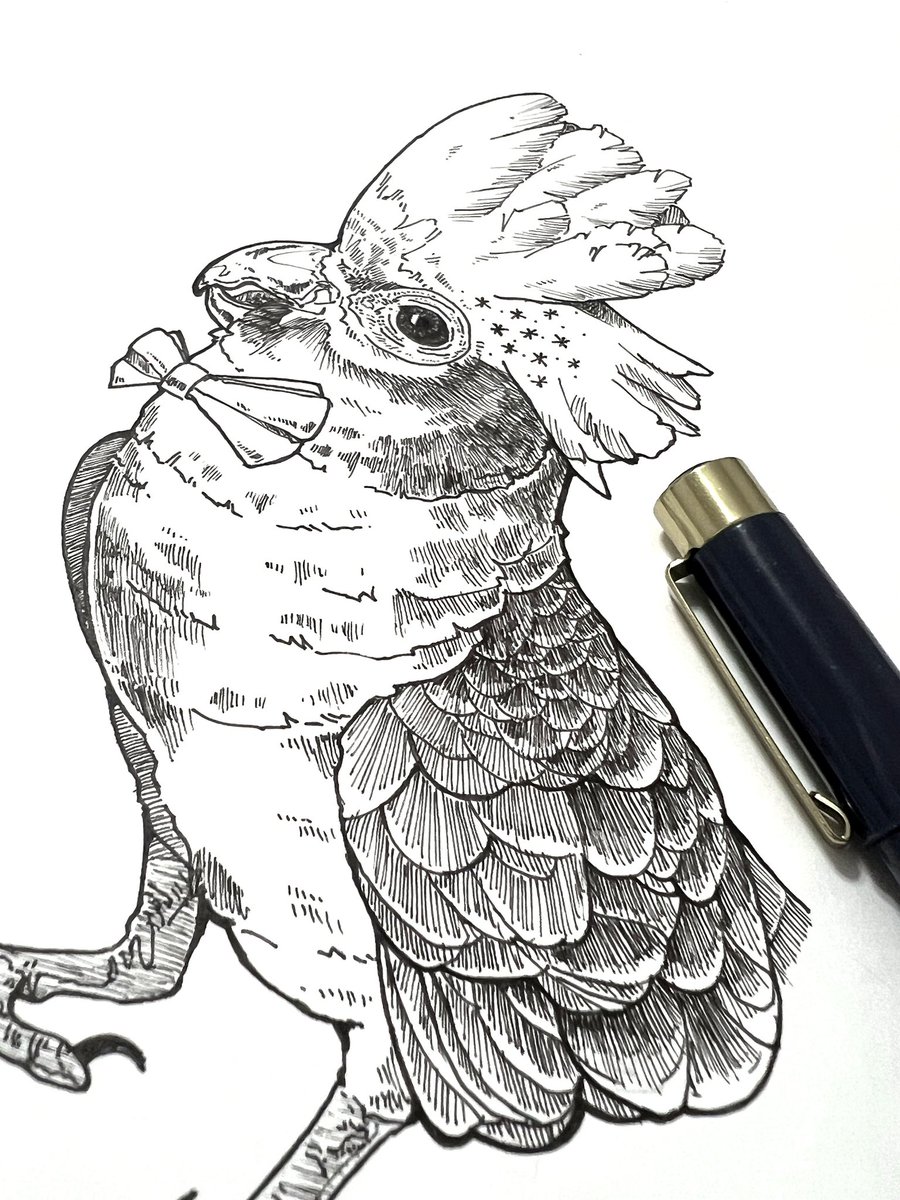 akiyuki_AQ's tweet image. 描き初め
「モモイロインコ」
Galah

インスタでは間違えてクルマサカオウムとしてアップしてしまった😂
ご勘弁ください

#描き初め
#モモイロインコ
#galah