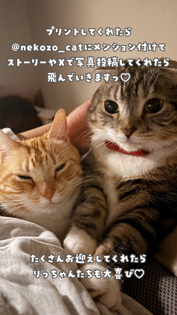 ねこぞー (@nekozo_cat) / Posts / X