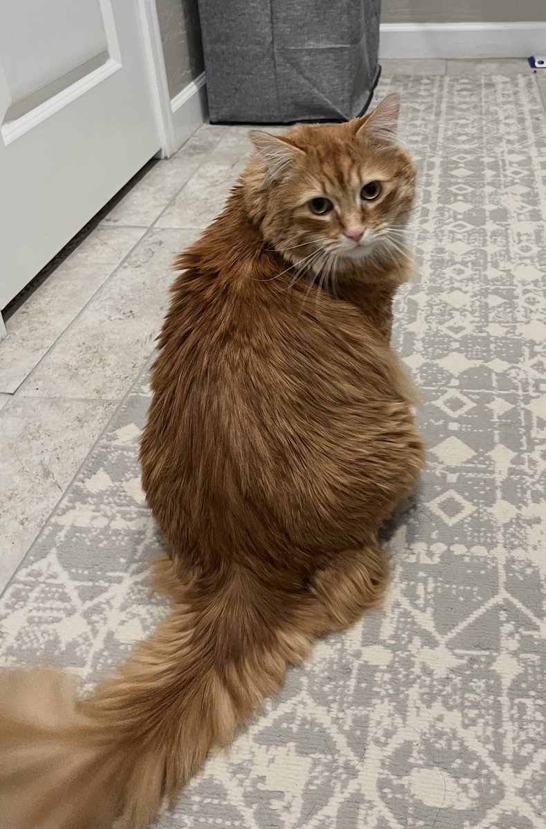 AJamesMcCarthy's tweet image. The sad photos from the house sitter make me sad 

My photography takes me all over the world but I can’t help but feel guilty when this little dude looks so depressed about it