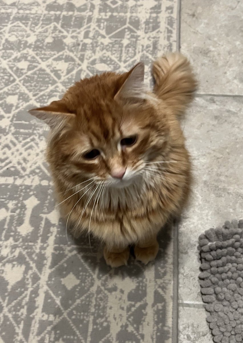 AJamesMcCarthy's tweet image. The sad photos from the house sitter make me sad 

My photography takes me all over the world but I can’t help but feel guilty when this little dude looks so depressed about it